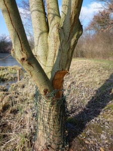 Biberpärchen bereitet Sorgen
