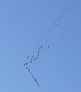 Grus_grus_flocks