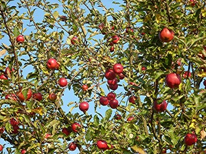 Äpfel in Wöllstadt