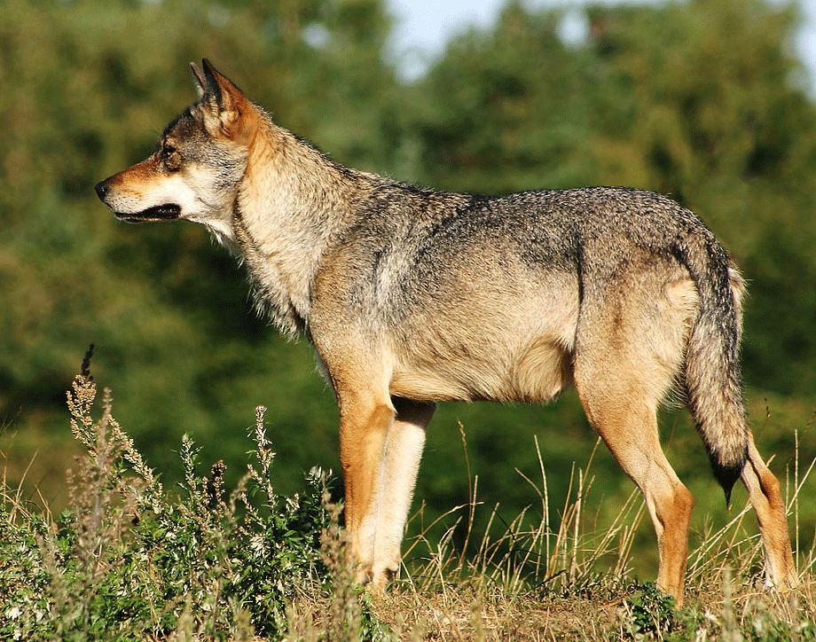Wölfe in Hessen: Jungwolf im Kreis Marburg-Biedenskopf gesichtet