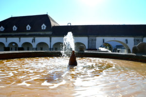 Suche nach Wasser im Sprudelhof. (Bild: Petra Ihm-Fahle)