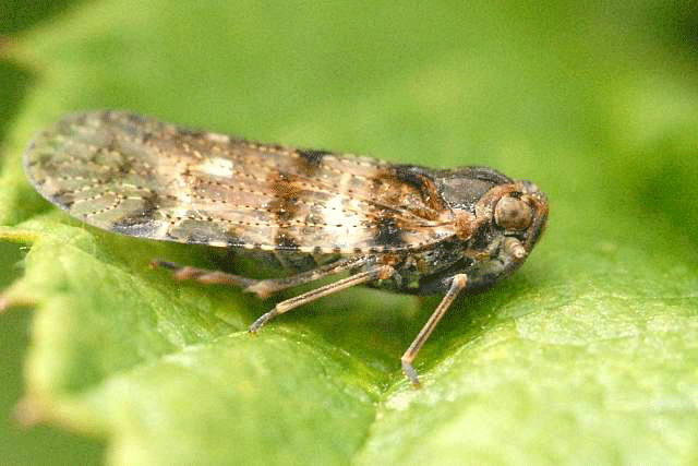 Bildquelle: Von James Lindsey at Ecology of Commanster, CC BY-SA 3.0, https://commons.wikimedia.org/w/index.php?curid=7206783